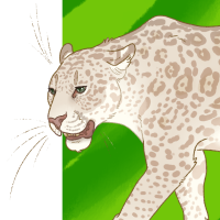 Thumbnail for ANI-4420: Leucistic Jaguar (M)