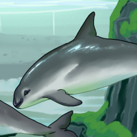 Thumbnail for ANI-4435: Vaquita (M)