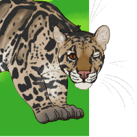 Thumbnail for ANI-4436: Clouded Leopard (M)