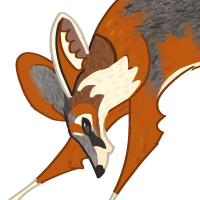 ANI-4441: Kit Fox (M)