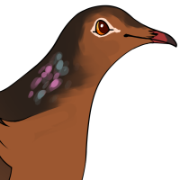 Thumbnail for ANI-4446: Socorro Dove (M)