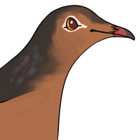 Thumbnail for ANI-4447: Socorro Dove (F)