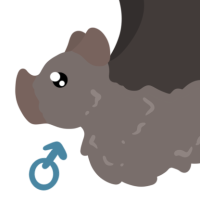 Thumbnail for ANI-4448: Kitti's Hog-Nosed Bat (M)