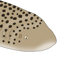 Thumbnail for ANI-4487: Reef