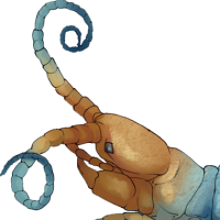 ANI-4498: Tiger Centipede (M)