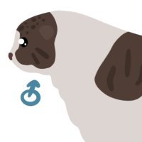 Thumbnail for ANI-4535: Chocolate & Piebald Pallas Cat (M)