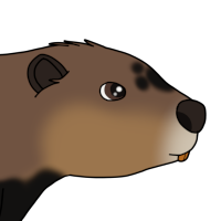 Thumbnail for ANI-4597: Spruce