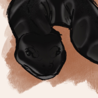 Thumbnail image for ANI-1269: ebony