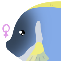 Thumbnail of ANI-4608: Powder Blue Tang (F)