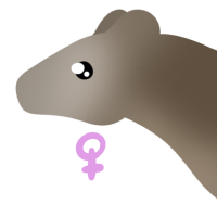 Thumbnail of ANI-4609: American Marten (F)