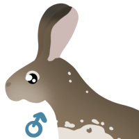 Thumbnail of ANI-4610: White-Sided Jackrabbit (M)