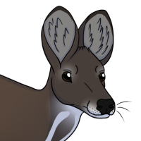 Thumbnail of ANI-4612: Siberian Musk Deer (F)