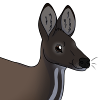 Thumbnail for ANI-4613: Siberian Musk Deer (F)