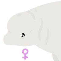 Thumbnail of ANI-4623: Beluga Whale (F)