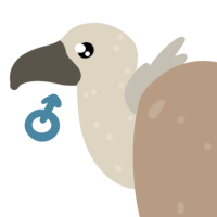 Thumbnail for ANI-4628: Eurasian Griffon Vulture (M)