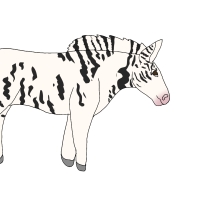 Thumbnail for ANI-4650: Piebald Grévy's Zebra (F)