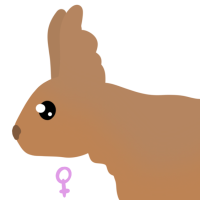 Thumbnail for ANI-4664: Red Squirrel (F)