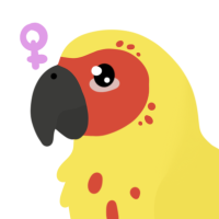 Thumbnail for ANI-4665: Conure (F)