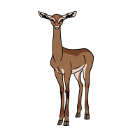 Thumbnail for ANI-4675: Gerenuk (F)