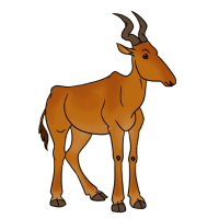 Thumbnail for ANI-4676: Lelwel Hartebeest (F)