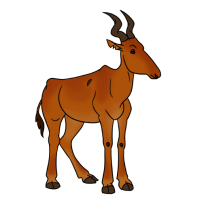 Thumbnail for ANI-4677: Lelwel Hartebeest (F)