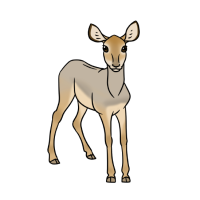 Thumbnail for ANI-4678: Beira Antelope (F)