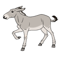 Thumbnail for ANI-4680: African Wild Ass (F)