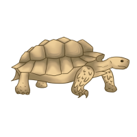 Thumbnail for ANI-4683: African Spurred Tortoise (F)