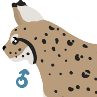 Thumbnail for ANI-4685: Bobcat (M)