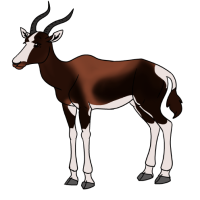 Thumbnail for ANI-4686: Bontebok (F)