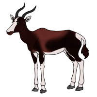 Thumbnail for ANI-4687: Bontebok (F)
