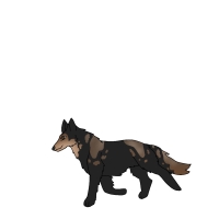 Thumbnail for ANI-4689: Coyote (F)