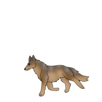 Thumbnail for ANI-4690: Coyote (F)