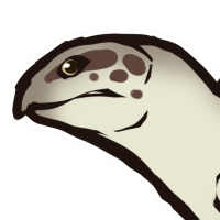 Thumbnail for ANI-4700: Hawksbill Turtle (M)