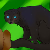 Thumbnail for ANI-4709: Blue-Eyed Black Lemur (M)