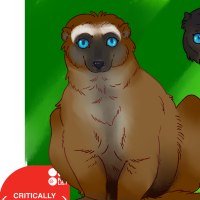Thumbnail for ANI-4710: Blue-Eyed Black Lemur (F)