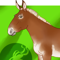 Thumbnail for ANI-4712: Domestic Horse Mule (M)