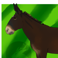 Thumbnail for ANI-4713: Domestic Horse Mule  (F)