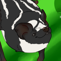 Thumbnail for ANI-4717: Pied Butterfly Bat (M)