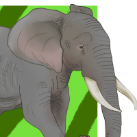 Thumbnail for ANI-4720: African Bush Elephant (M)