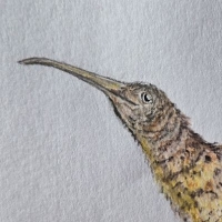 Thumbnail for ANI-4723: Jill