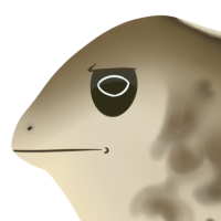 ANI-4733: Wyoming Toad (M)