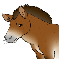 Thumbnail for ANI-4741: Przewalski's Horse (F)