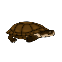 Thumbnail for ANI-4771: African Sideneck (F)