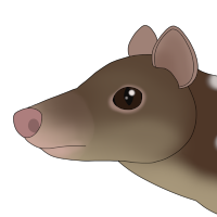 Thumbnail for ANI-4776: Polka