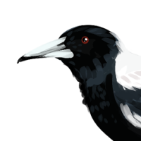Thumbnail for ANI-4779: Australian Magpie (M)