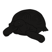 Thumbnail for ANI-4782: Galapagos Tortoise (F)