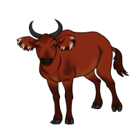 Thumbnail for ANI-4785: African Forest Buffalo (F)