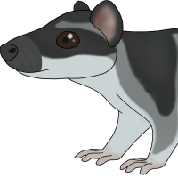 Thumbnail for ANI-4804: Water Opossum (M)