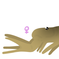 Thumbnail for ANI-4809: Deathstalker (F)